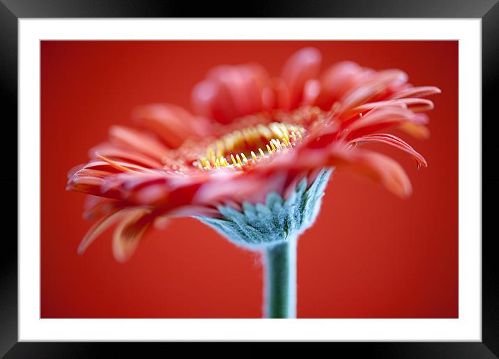 Red Flower On Red Framed Mounted Print by Josh Kemp-Smith