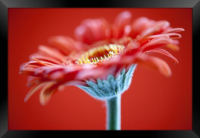 Red Flower On Red Framed Print by Josh Kemp-Smith