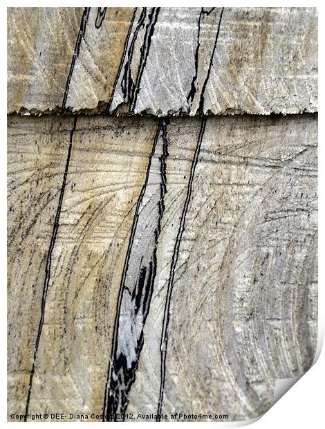 NATURAL lines in tree trunk Print by DEE- Diana Cosford