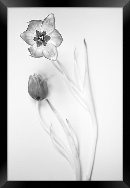 Elegant Monochrome Tulips Framed Print by Josh Kemp-Smith