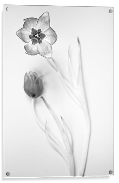 Elegant Monochrome Tulips Acrylic by Josh Kemp-Smith