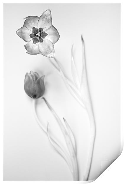 Elegant Monochrome Tulips Print by Josh Kemp-Smith