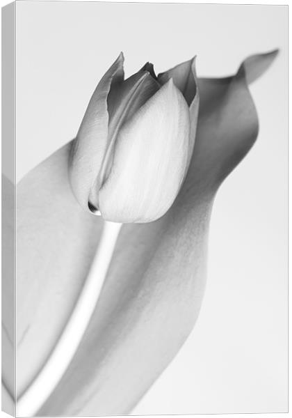 Simple Monochrome Tulip Canvas Print by Josh Kemp-Smith