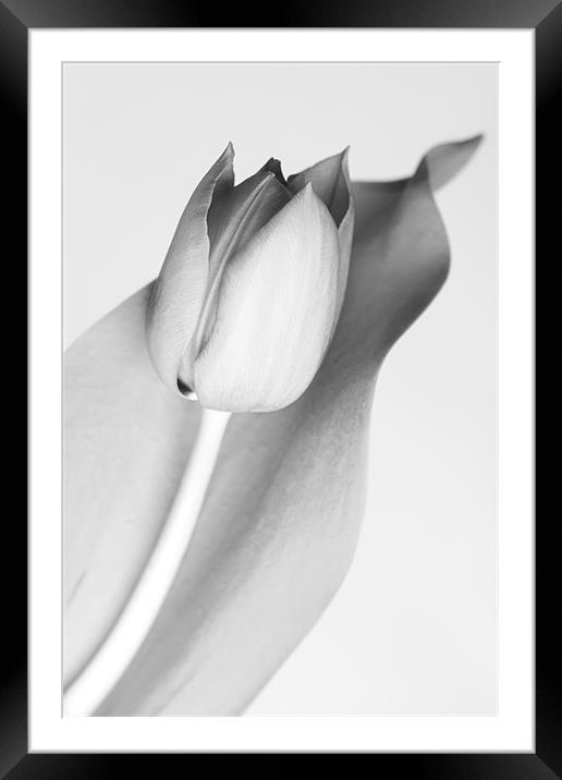 Simple Monochrome Tulip Framed Mounted Print by Josh Kemp-Smith