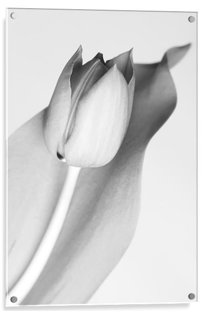 Simple Monochrome Tulip Acrylic by Josh Kemp-Smith