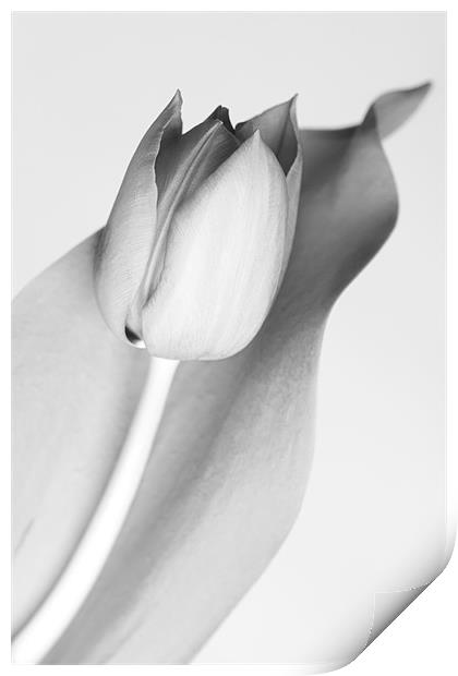 Simple Monochrome Tulip Print by Josh Kemp-Smith