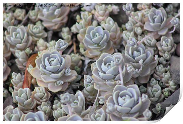 Hens and Chicks Print by peter campbell