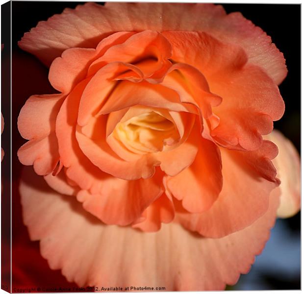 Apricot-pink Tuberous Begonia: Closeup Canvas Print by Carole-Anne Fooks