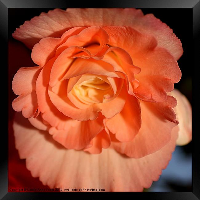 Apricot-pink Tuberous Begonia: Closeup Framed Print by Carole-Anne Fooks