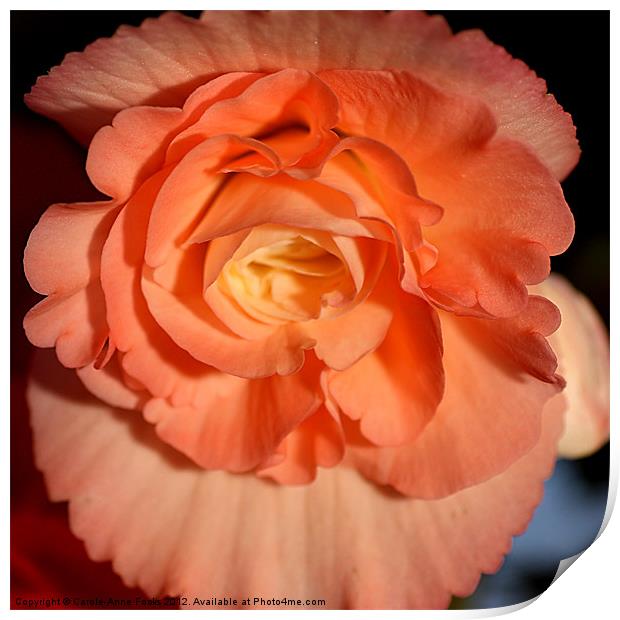 Apricot-pink Tuberous Begonia: Closeup Print by Carole-Anne Fooks