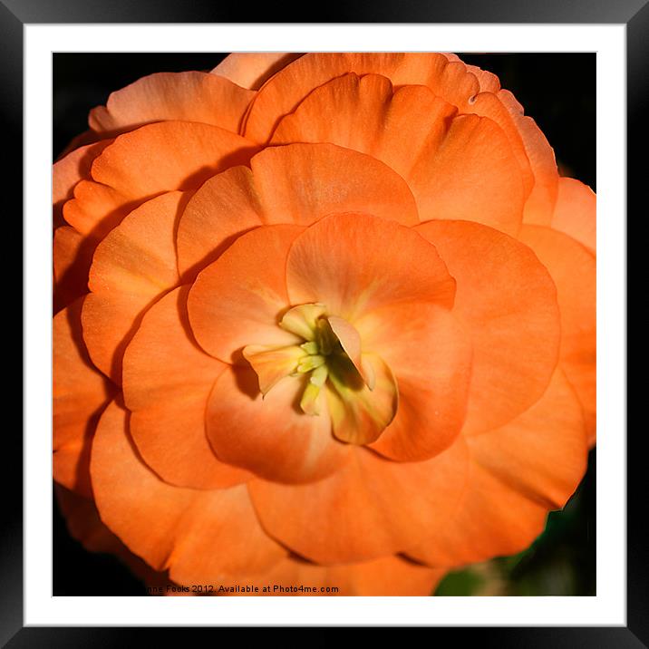 Orange Tuberous Begonia Framed Mounted Print by Carole-Anne Fooks