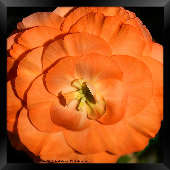 Orange Tuberous Begonia Framed Print by Carole-Anne Fooks