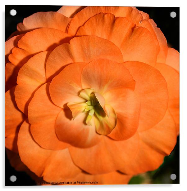 Orange Tuberous Begonia Acrylic by Carole-Anne Fooks