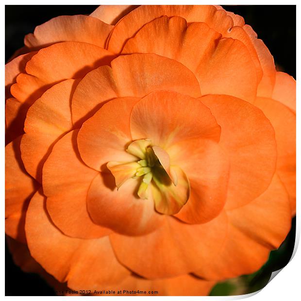 Orange Tuberous Begonia Print by Carole-Anne Fooks