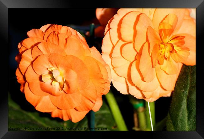 Orange Tuberous Begonias Framed Print by Carole-Anne Fooks