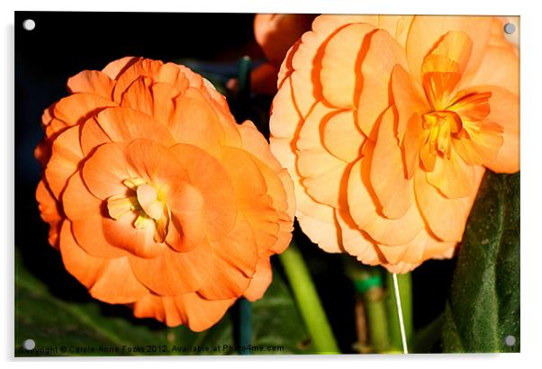 Orange Tuberous Begonias Acrylic by Carole-Anne Fooks