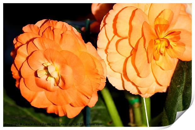 Orange Tuberous Begonias Print by Carole-Anne Fooks