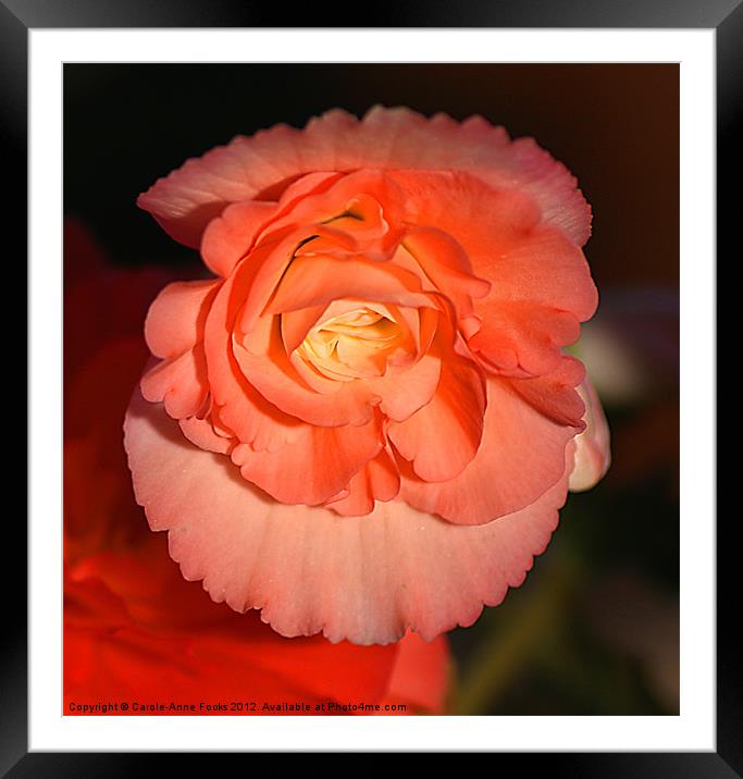 Pinky Orange Tuberous Begonias Framed Mounted Print by Carole-Anne Fooks