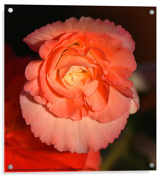 Pinky Orange Tuberous Begonias Acrylic by Carole-Anne Fooks