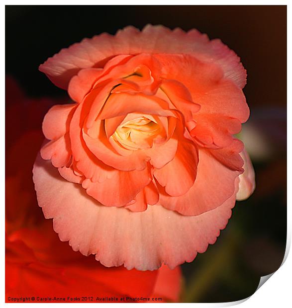 Pinky Orange Tuberous Begonias Print by Carole-Anne Fooks