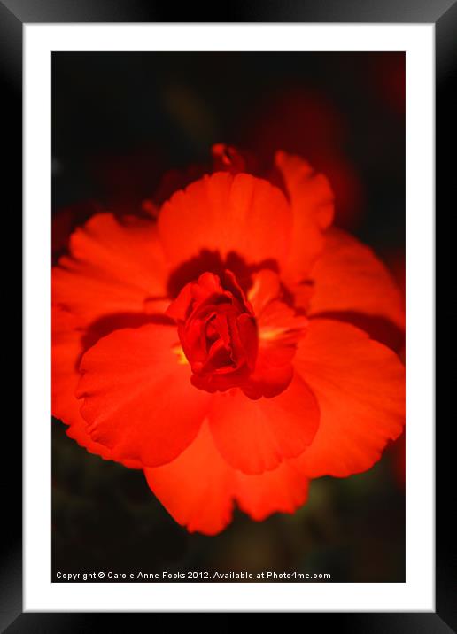 Red Tuberous Begonia Framed Mounted Print by Carole-Anne Fooks