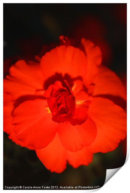 Red Tuberous Begonia Print by Carole-Anne Fooks