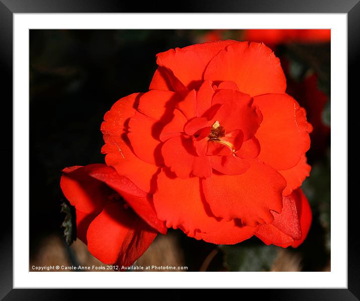 Red Tuberous Begonia Flower Framed Mounted Print by Carole-Anne Fooks