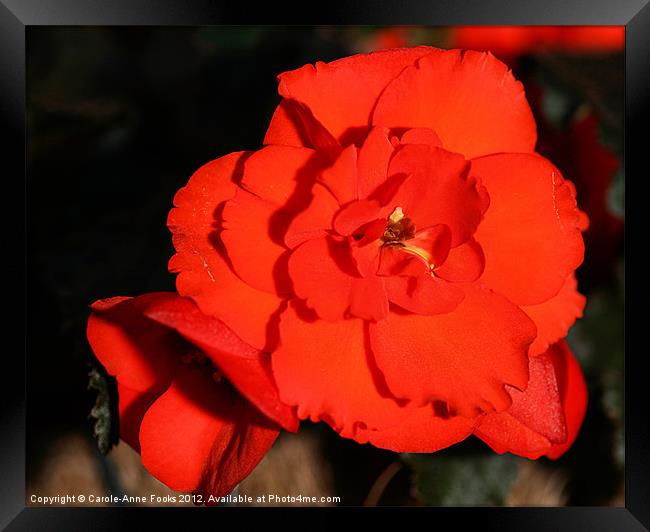 Red Tuberous Begonia Flower Framed Print by Carole-Anne Fooks