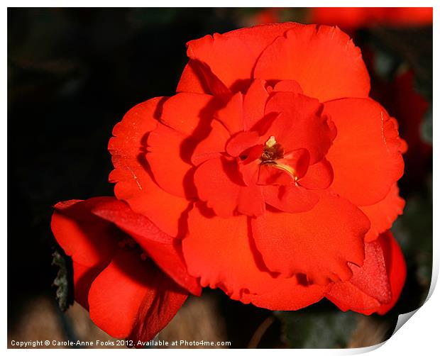 Red Tuberous Begonia Flower Print by Carole-Anne Fooks