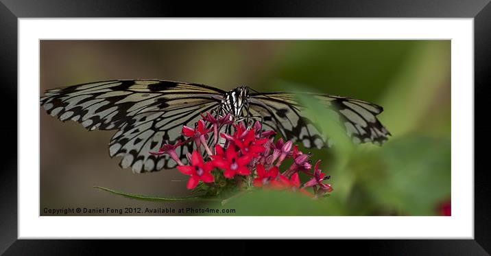 Wood Nymph Butterfly Framed Mounted Print by Daniel Fong