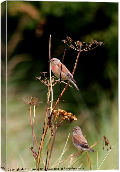 Lively Linnets in Northumberland Canvas Print by Jim Jones