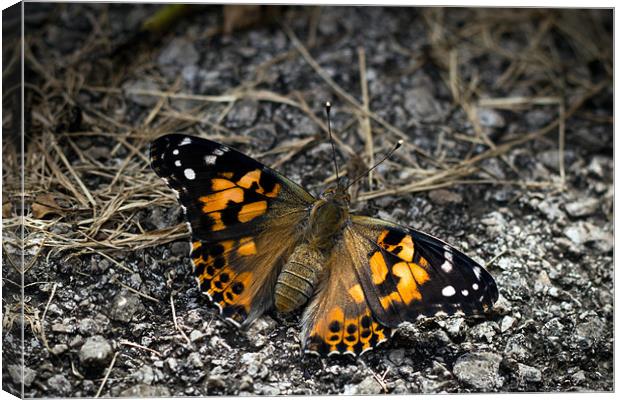 'Painted Lady' Canvas Print by Mark Battista