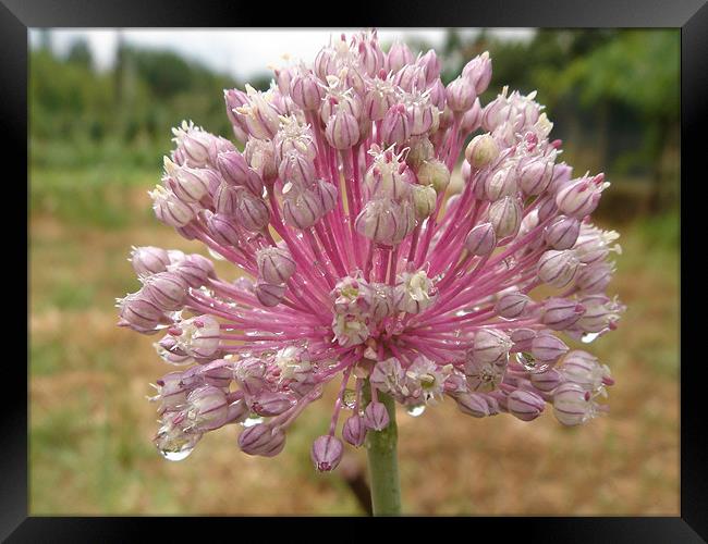 Alium flower after rain Framed Print by Christopher Mullard