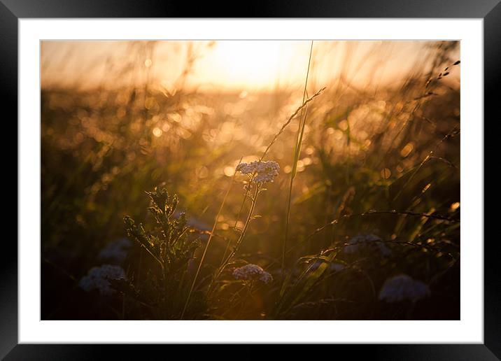 Summers Last Light Framed Mounted Print by Rebecca Press