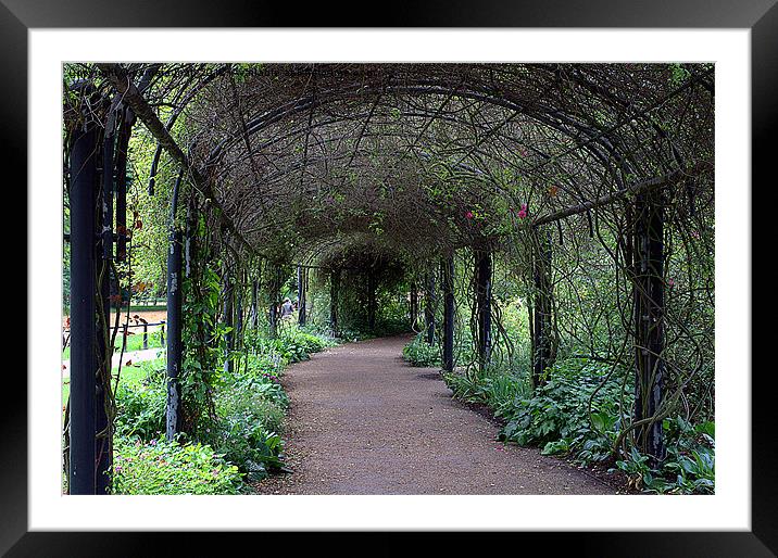Tranquil path. Framed Mounted Print by camera man