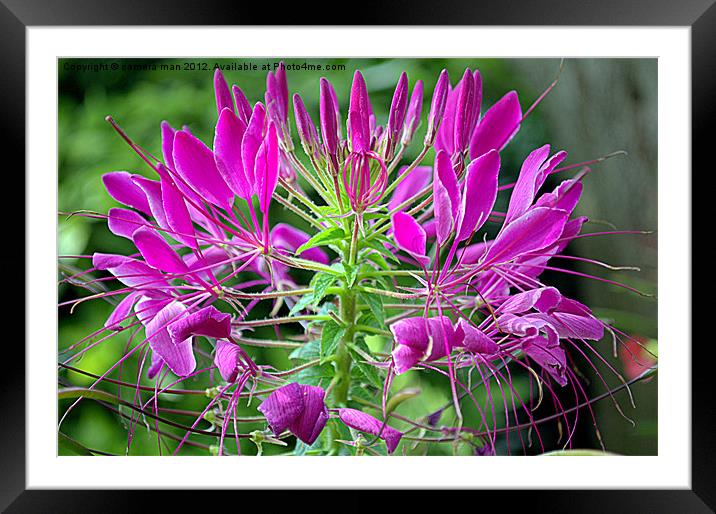 Cleome in Bloom Framed Mounted Print by camera man