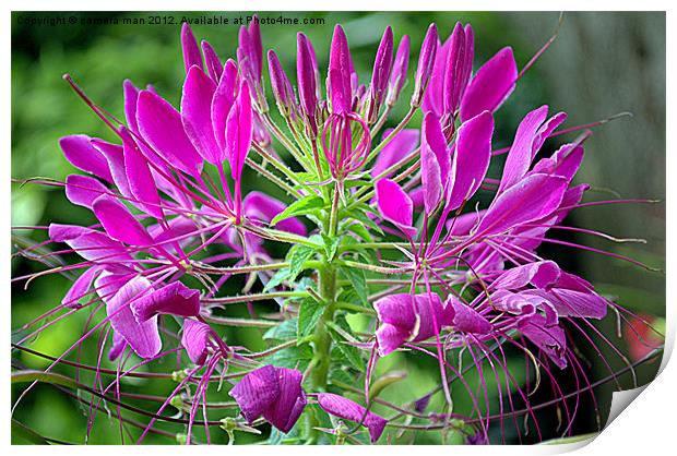 Cleome in Bloom Print by camera man
