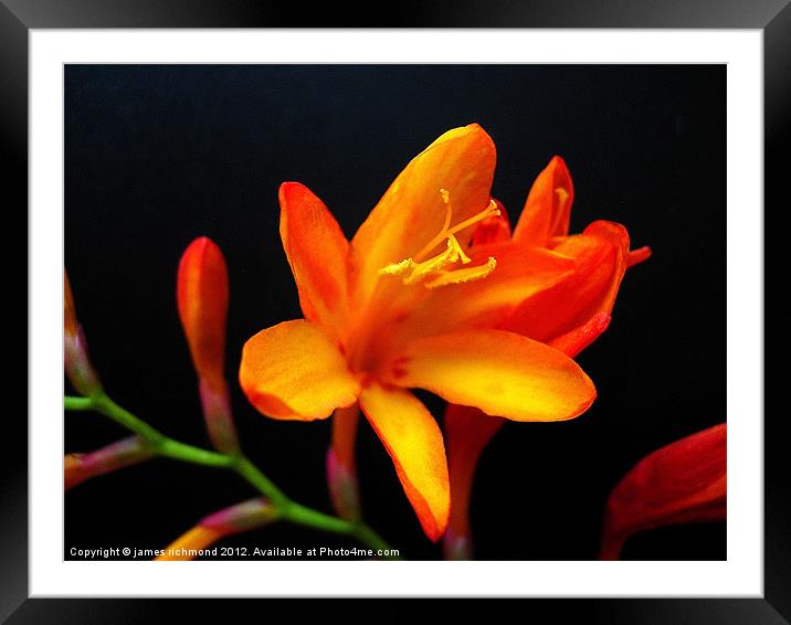 Montbretia Petals Framed Mounted Print by james richmond