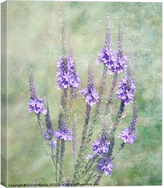 Mauve in the Mist Canvas Print by Elaine Manley
