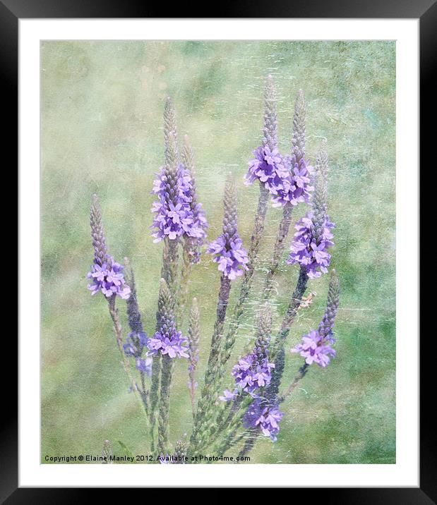 Mauve in the Mist Framed Mounted Print by Elaine Manley