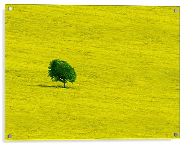Yellow Acrylic by Gavin Wilson