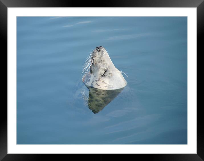Snoozing  Grey Seal Framed Mounted Print by Noreen Linale