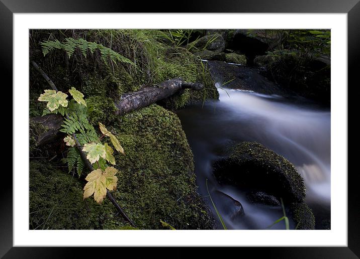 Leaves By The Stream Framed Mounted Print by Josh Kemp-Smith
