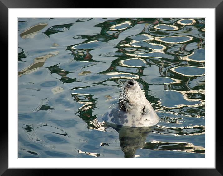 Dozing Grey Seal Framed Mounted Print by Noreen Linale