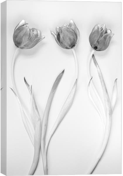 Monochrome Tulip Trio Canvas Print by Josh Kemp-Smith