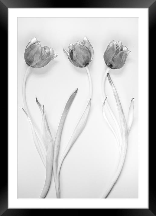 Monochrome Tulip Trio Framed Mounted Print by Josh Kemp-Smith