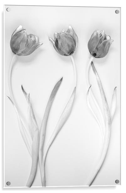 Monochrome Tulip Trio Acrylic by Josh Kemp-Smith