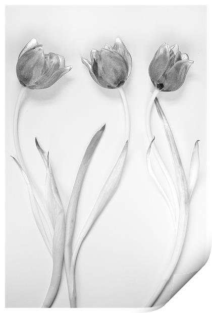 Monochrome Tulip Trio Print by Josh Kemp-Smith