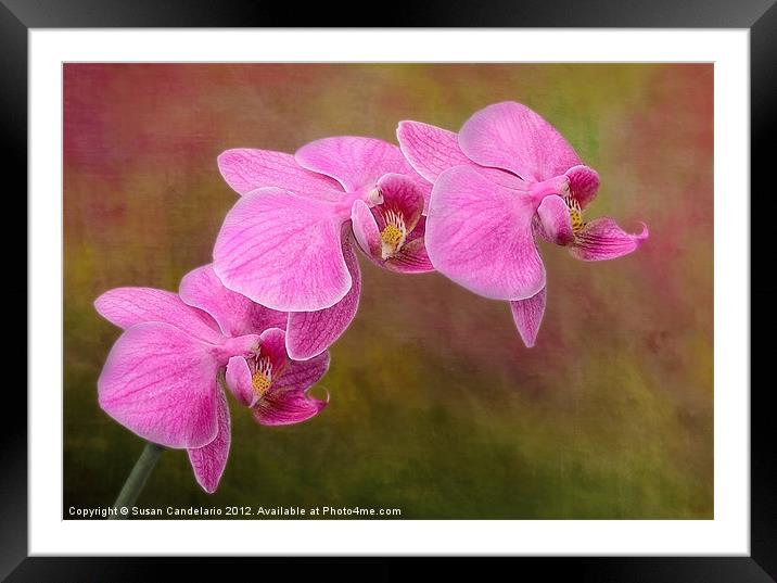 Orchid Cluster Framed Mounted Print by Susan Candelario