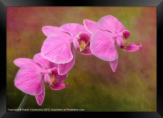 Orchid Cluster Framed Print by Susan Candelario